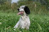 SETTER ANGLAIS 302